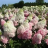 hydrangea paniculata skaraina hortenzija fraise melba