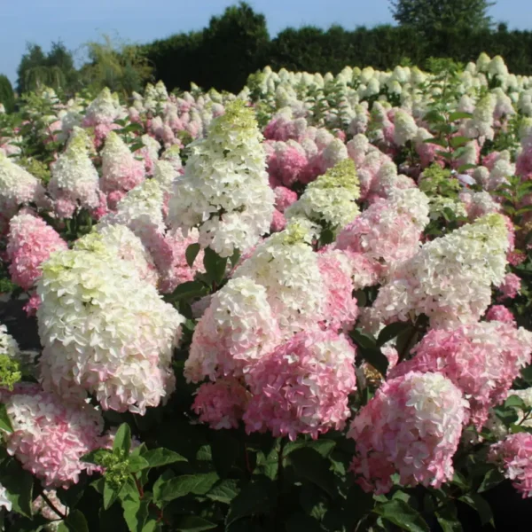hydrangea paniculata skaraina hortenzija fraise melba
