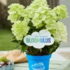 Bloomulus Cloud Stratus | Skarainā hortenzija Hydrangea paniculata