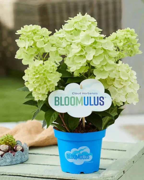 Bloomulus Cloud Stratus | Skarainā hortenzija Hydrangea paniculata