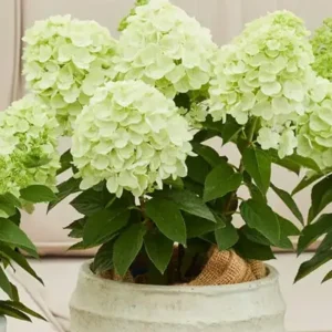 Bloomulus-Cloud-hydrangea-paniculata-Stratus-1.webp Bloomulus Cloud Stratus | Skarainā hortenzija Hydrangea paniculata