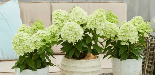Bloomulus Cloud Stratus | Skarainā hortenzija Hydrangea paniculata