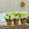 Bloomulus-Hydrangea-paniculata-Nimbus-Hortenzija-skaraina-3.webp Bloomulus Cloud Nimbus | Skarainā hortenzija Hydrangea paniculata