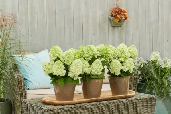 Bloomulus-Hydrangea-paniculata-Nimbus-Hortenzija-skaraina-3.webp Bloomulus Cloud Nimbus | Skarainā hortenzija Hydrangea paniculata