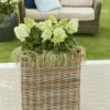 Bloomulus-Nimbus-Hydrangea-paniculata-Skaraina-hortenzija-2.webp Bloomulus Cloud Nimbus | Skarainā hortenzija Hydrangea paniculata