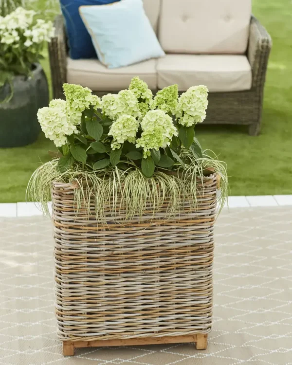Bloomulus-Nimbus-Hydrangea-paniculata-Skaraina-hortenzija-2.webp Bloomulus Cloud Nimbus | Skarainā hortenzija Hydrangea paniculata