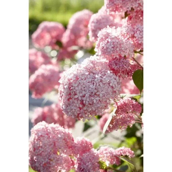 Hortenzija-kokveida-Hydrangea-arborescens-Pink-Annabella.webp Pink Annabella | Kokveida hortenzija Hydrangea arborescens