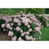 Hortenzija-kokveida-hydrangea-arborescens-sweet-annabella Hydrangea arborescens kokveida hortenzija sweet annabella