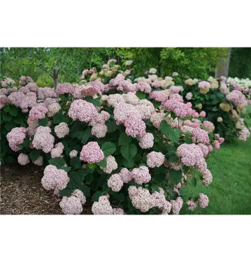 Hortenzija-kokveida-hydrangea-arborescens-sweet-annabella Hydrangea arborescens kokveida hortenzija sweet annabella