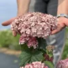Hortenzija-kokveida-sweet-annabella-hydrangea-arborescens Hydrangea arborescens kokveida hortenzija sweet annabella