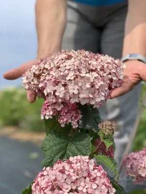 Hortenzija-kokveida-sweet-annabella-hydrangea-arborescens Hydrangea arborescens kokveida hortenzija sweet annabella