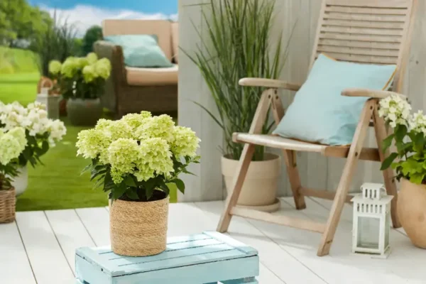Hortenzija-skaraina-Bloomulus-Nimbus-Hydrangea-paniculata-4.webp Bloomulus Cloud Nimbus | Skarainā hortenzija Hydrangea paniculata