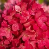 Hortenzija-skaraina-Hydrangea-Paniculata-Magical-Mount-Fuji-4.webp Magical Mount Fuji | Skarainā hortenzija Hydrangea paniculata