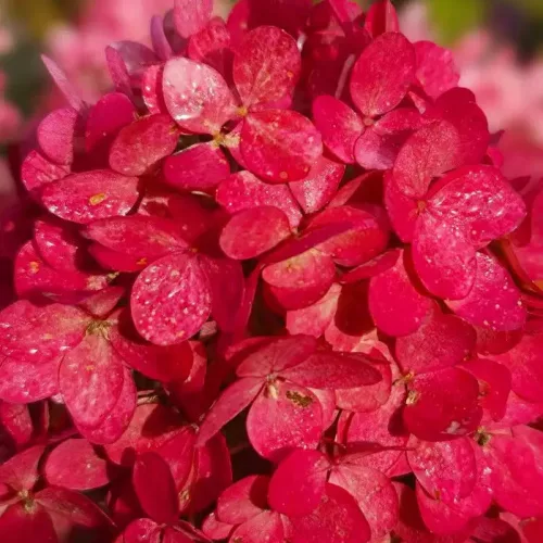 Hortenzija-skaraina-Hydrangea-Paniculata-Magical-Mount-Fuji-4.webp Magical Mount Fuji | Skarainā hortenzija Hydrangea paniculata