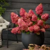 Hortenzija-skaraina-Hydrangea-paniculata-Monte-Verde-2.webp Magical Monte Verde | Skarainā hortenzija Hydrangea paniculata