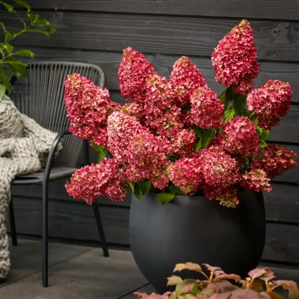 Hortenzija-skaraina-Hydrangea-paniculata-Monte-Verde-2.webp Magical Monte Verde | Skarainā hortenzija Hydrangea paniculata