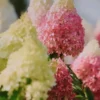 Hortenzija-skaraina-Monte-Verde-Hydrangea-paniculata-3.webp Magical Monte Verde | Skarainā hortenzija Hydrangea paniculata