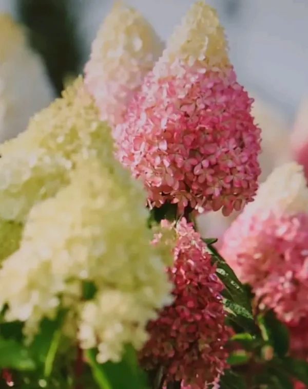Hortenzija-skaraina-Monte-Verde-Hydrangea-paniculata-3.webp Magical Monte Verde | Skarainā hortenzija Hydrangea paniculata