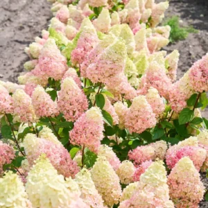 Pantheon | Skarainā hortenzija Hydrangea paniculata