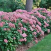 Hydrangea-arborescens-Kokveida-hortenzija-Pink-Annabella.webp Pink Annabella | Kokveida hortenzija Hydrangea arborescens