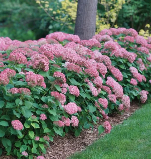 Hydrangea-arborescens-Kokveida-hortenzija-Pink-Annabella.webp Pink Annabella | Kokveida hortenzija Hydrangea arborescens