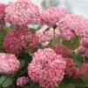 Hydrangea-arborescens-Pink-Annabella-Kokveida-hortenzija.webp Pink Annabella | Kokveida hortenzija Hydrangea arborescens