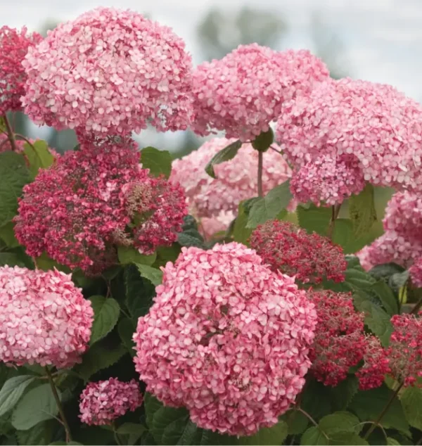 Hydrangea-arborescens-Pink-Annabella-Kokveida-hortenzija.webp Pink Annabella | Kokveida hortenzija Hydrangea arborescens