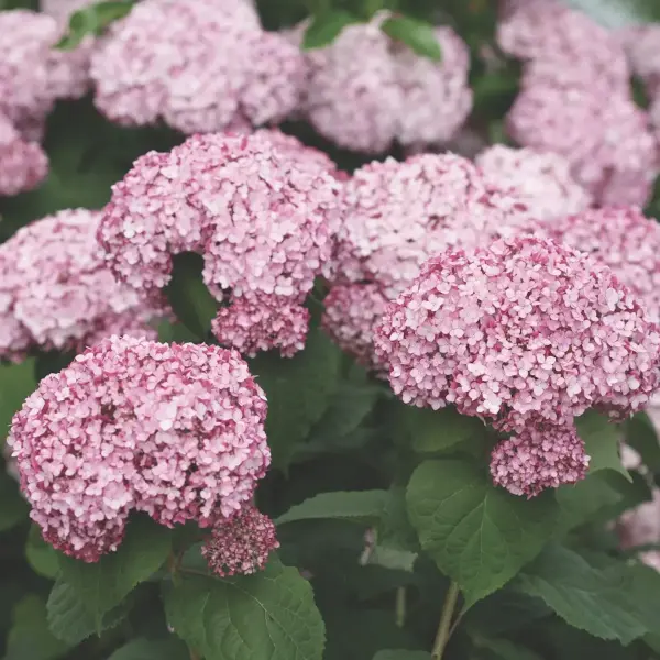 Hydrangea-arborescens-kokveida-hortenzija-sweet-annabella Hydrangea arborescens kokveida hortenzija sweet annabella