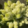 Hydrangea-paniculata-Bloomulus-Nimbus-Hortenzija-skaraina-1.webp Bloomulus Cloud Nimbus | Skarainā hortenzija Hydrangea paniculata