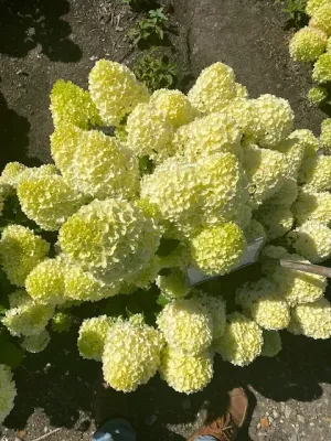 Hydrangea-paniculata-Bloomulus-Nimbus-Hortenzija-skaraina-1.webp Bloomulus Cloud Nimbus | Skarainā hortenzija Hydrangea paniculata