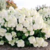 Hydrangea-paniculata-Hortenzija-skaraina-Magical-Mount-Fuji-5.webp Magical Mount Fuji | Skarainā hortenzija Hydrangea paniculata