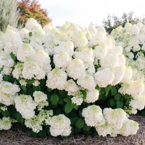 Hydrangea-paniculata-Hortenzija-skaraina-Magical-Mount-Fuji-5.webp Magical Mount Fuji | Skarainā hortenzija Hydrangea paniculata