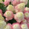 Hydrangea-paniculata-Magical-Monte-Verde-Hortenzija-skaraina-1.webp Magical Monte Verde | Skarainā hortenzija Hydrangea paniculata