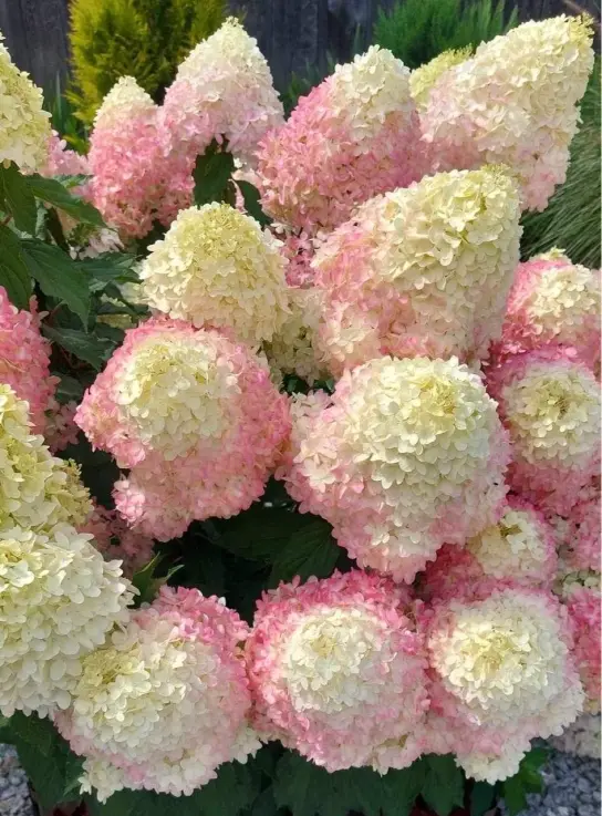 Hydrangea-paniculata-Magical-Monte-Verde-Hortenzija-skaraina-1.webp Magical Monte Verde | Skarainā hortenzija Hydrangea paniculata