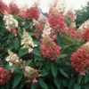 Hydrangea-paniculata-Pinky-Winky-skaraina-hortenzija.webp Pinky Winky | Skarainā hortenzija Hydrangea paniculata