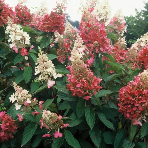 Hydrangea-paniculata-Pinky-Winky-skaraina-hortenzija.webp Pinky Winky | Skarainā hortenzija Hydrangea paniculata