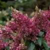Hydrangea-paniculata-hortenzija-skaraina-pinky-winky.webp Pinky Winky | Skarainā hortenzija Hydrangea paniculata