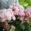 Kokveida-hortenzija-sweet-annabella-hydrangea-paniculata Hydrangea arborescens kokveida hortenzija sweet annabella