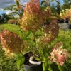 Magical-Monte-Verde-Hydrangea-paniculata-Hortenzija-skaraina-4.webp Magical Monte Verde | Skarainā hortenzija Hydrangea paniculata