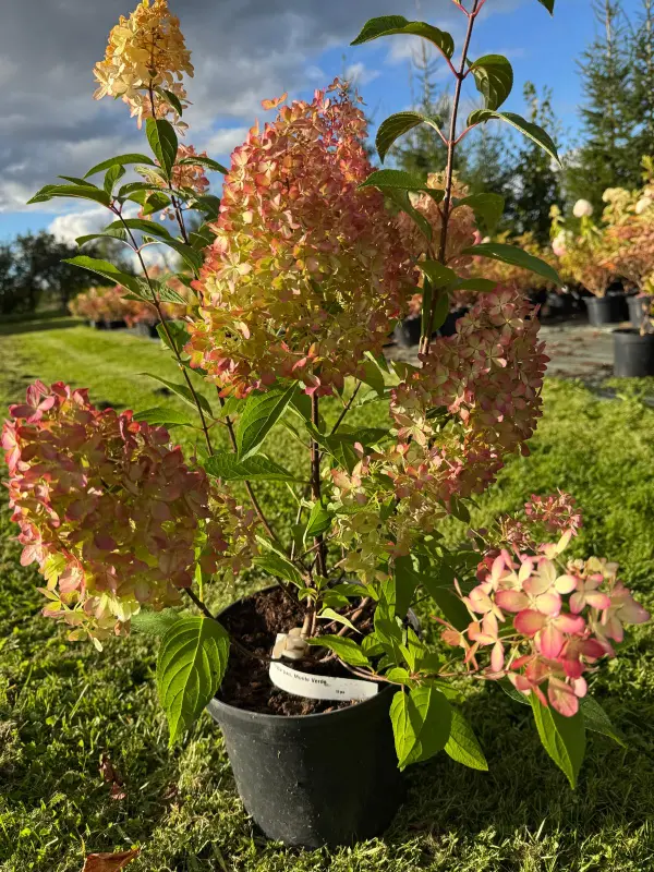 Magical-Monte-Verde-Hydrangea-paniculata-Hortenzija-skaraina-4.webp Magical Monte Verde | Skarainā hortenzija Hydrangea paniculata