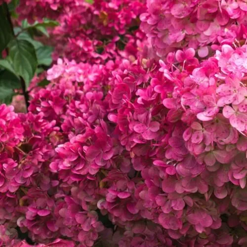Magical-Mount-Fuji-Hortenzija-skaraina-Hydrangea-paniculata-2.webp Magical Mount Fuji | Skarainā hortenzija Hydrangea paniculata