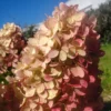 Magical-Mount-Fuji-Hydrangea-paniculata-Skaraina-hortenzija-3.webp Magical Mount Fuji | Skarainā hortenzija Hydrangea paniculata