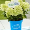 Nimbus-Bloomulus-Hydrangea-paniculata-Skaraina-hortenzija-5.webp Bloomulus Cloud Nimbus | Skarainā hortenzija Hydrangea paniculata