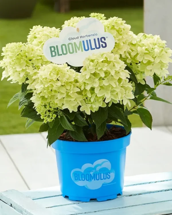 Nimbus-Bloomulus-Hydrangea-paniculata-Skaraina-hortenzija-5.webp Bloomulus Cloud Nimbus | Skarainā hortenzija Hydrangea paniculata