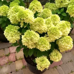Pandora | Skarainā hortenzija Hydrangea paniculata