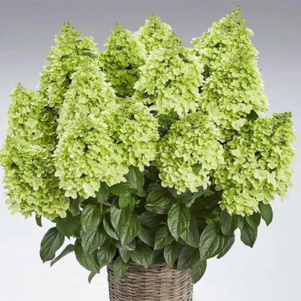 Pantheon | Skarainā hortenzija Hydrangea paniculata
