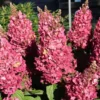 Pantheon | Skarainā hortenzija Hydrangea paniculata