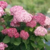 Pink-Annabelle-Hydrangea-arborescens-kokveida-hortenzija.webp Pink Annabella | Kokveida hortenzija Hydrangea arborescens