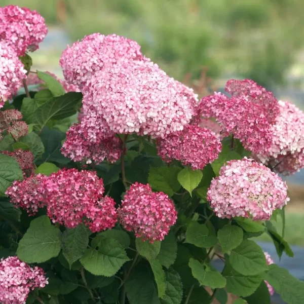 Pink-Annabelle-Hydrangea-arborescens-kokveida-hortenzija.webp Pink Annabella | Kokveida hortenzija Hydrangea arborescens