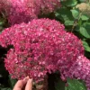 Pink-Annabelle-Kokveida-hortenzija-Hydrangea-arborescens.webp Pink Annabella | Kokveida hortenzija Hydrangea arborescens
